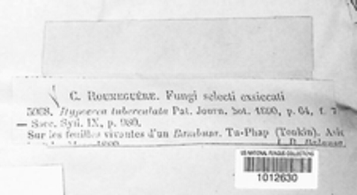 Stromaster tuberculatus image
